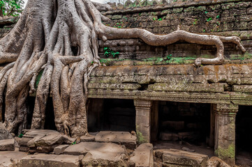 Iconic tree root at Ta Prohm temple, growing over the facade in Siam Reap Cambodia
