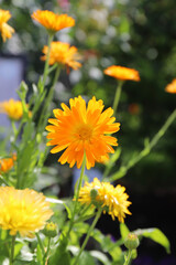 beautiful bright orange calendula growing in a botanical garden on a sunny day
