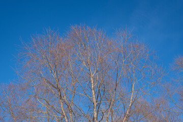 Obraz na płótnie Canvas Branches of a brown tree without leaves against a blue sky
