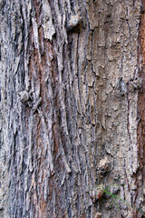 bark of a tree