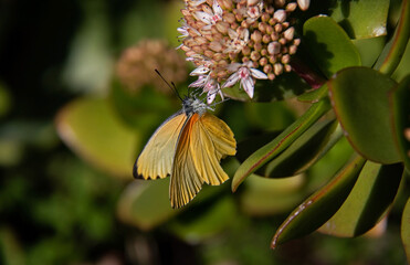 A common dotted border butterfly