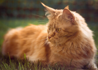 Naklejka na ściany i meble Female red solid maine coon cat lying on green grass and looking up. Beautiful brushes on ears. Closeup profile view