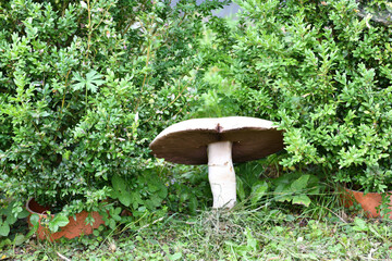 Record the size of the found mushroom agaricus campestris  37 cm diameter of the hat