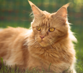 Female red solid maine coon cat lying on green grass. Beautiful brushes on ears. Closeup profile view