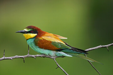 The beautiful coulors of a European bee eater