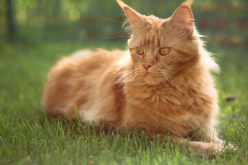 Naklejka na ściany i meble Female red solid maine coon cat lying on green grass. Beautiful brushes on ears. Closeup profile view