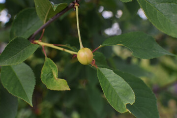 unripe cherry on a branch