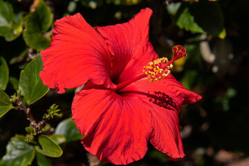 A red hibiscus in the garden