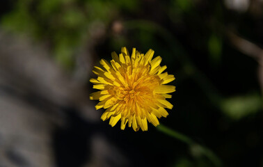 A single yellow flower in the garden.