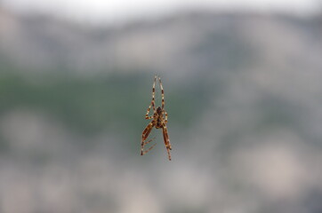 Spiders