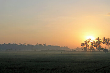 Fototapeta premium the sun rises, in the morning, shines, in the sunny sky, above the rice fields, between the trees, mountains, valleys, hills, morning mist