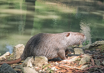 Side view of coypu or nutria at river water background