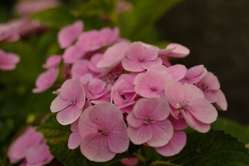 la saison de hortensia