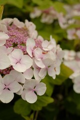 Fototapeta premium la saison de hortensia