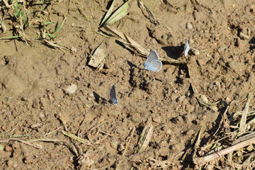 two blue butterflies on the ground