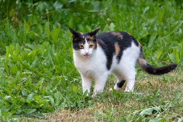 A tricolor cat is walking on the grass, licking its muzzle with its tongue.