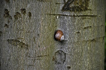 Ślimak winniczek na drzewie © merko