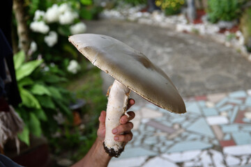 Record the size of the found mushroom agaricus campestris  37 cm diameter of the hat