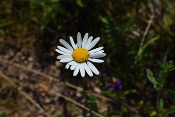 large chamomile flower