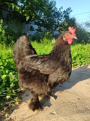 Black chicken in the garden