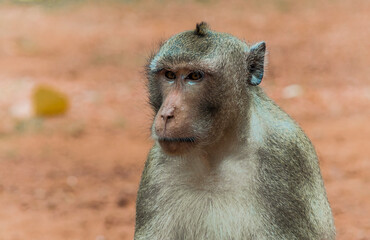 Wild Monkey watching something intently in Cambodia.