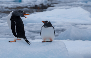 Two penguins on iceberg. Mom and chick Gentoo penguins. Antarctica, Antarctic Peninsula.