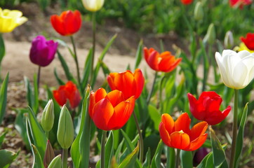 Tulips