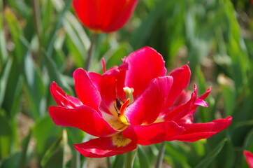 Tulips