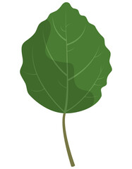 Fototapeta premium Aspen leaf isolated on white background. Part of tree in cartoon style.