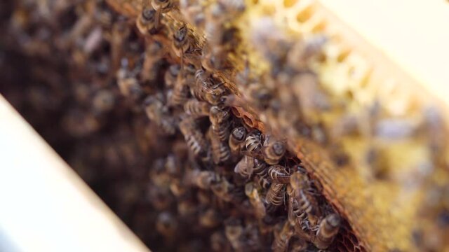 Close up of bees inside abeehive. Beekeeping concept.
