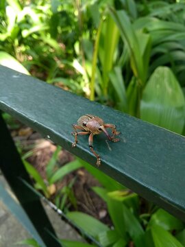 inceto na florenta do Rio de Janeiro 