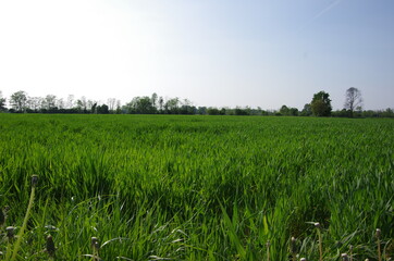 Obraz premium Lanscape