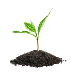 Young sapling growing in soil