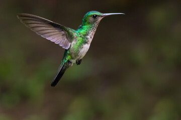 A female Blue-chinned Sapphire hummingbird hovering in the air with a smooth dark background.