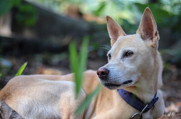 Portrait of young crossbreed dog (german shepherd) in grass. 