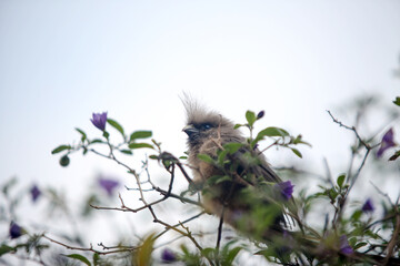 Meadow pipit bird singing on the tree