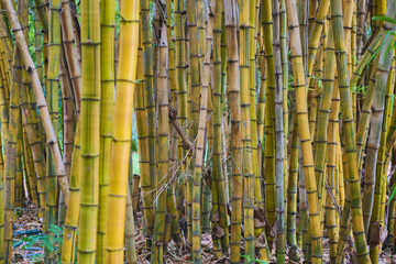 Bamboo forest background in botanical gardens