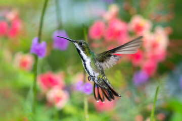 Fototapeta na wymiar A female Black-throated Mango hummingbird flaring her tail with a floral background. Bird with flowers blurred in background. Colorful flowers with hummingbird. Bird in a garden.