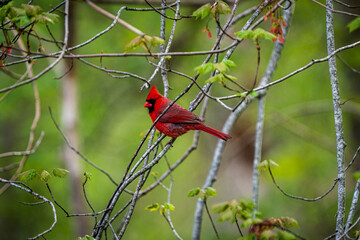 Male Cardinal Perched on a Branch