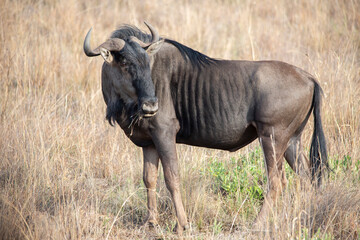 Wildebeest in Kruger national park