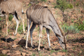 Kudu in Kruger national park