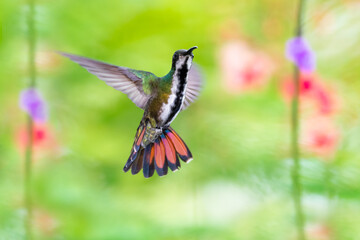 A female Black-throated Mango hummingbird flaring her tail with a floral background.  Hummingbird in natural background.  Brightly lit bird with a blurred floral background.