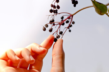 Woman Touching to Berries on Tree Close Up Shot on Sun Set in Green Garden. 
