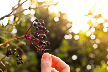 Woman Touching to Berries on Tree Close Up Shot on Sun Set in Green Garden. 
