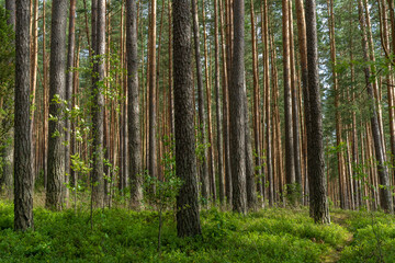 Fascinating ancinet baltic pine tree forests in the Aukstaitija National Park, Lithuania. Lithuania's first national park. - obrazy, fototapety, plakaty