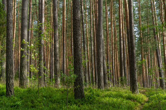 Fascinating ancinet baltic pine tree forests in the Aukstaitija National Park, Lithuania. Lithuania's first national park.