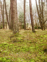 Pine forest, northern Poland.