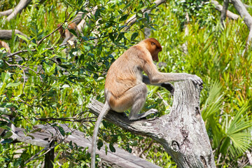 Nasenaffe in Borneo