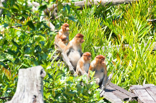 Nasenaffe in Borneo