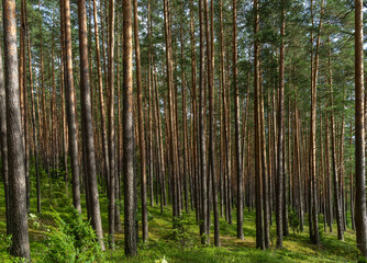Fascinating ancinet baltic pine tree forests in the Aukstaitija National Park, Lithuania. Lithuania's first national park.